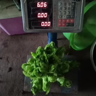 儿菜