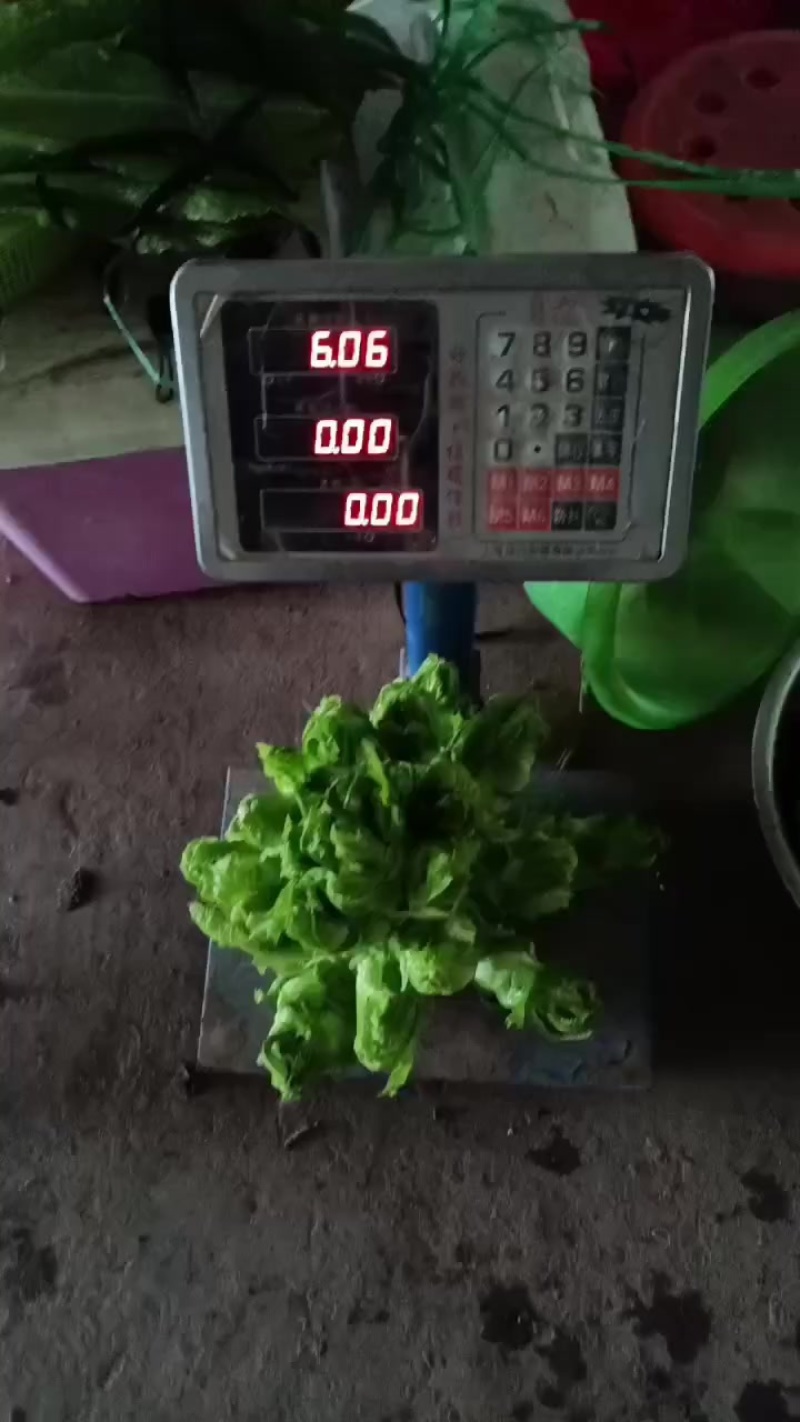 儿菜