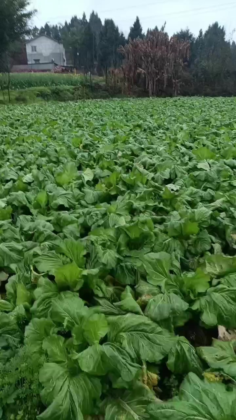 儿菜