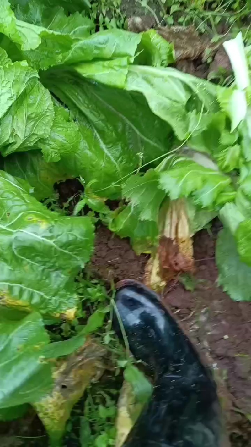 儿菜