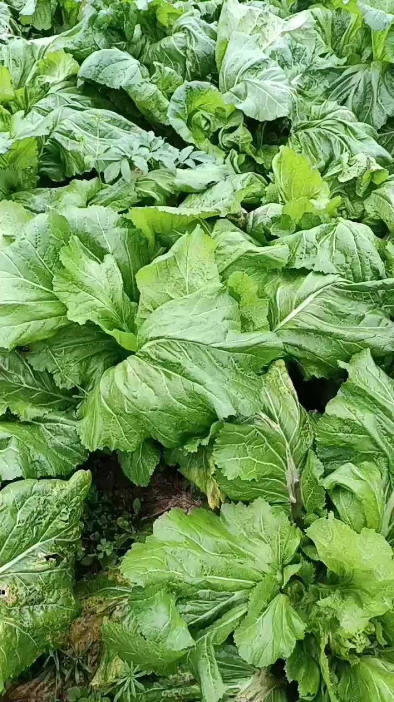 儿菜