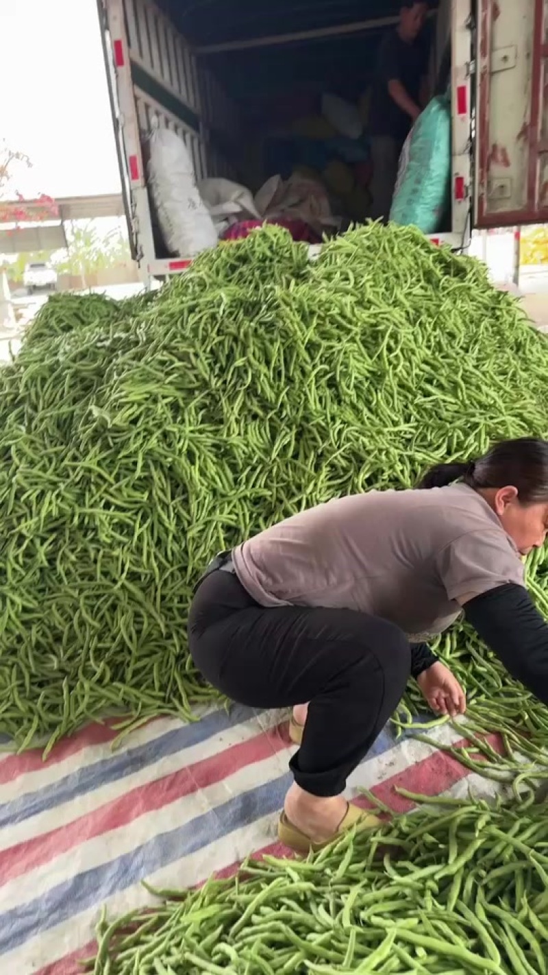 广西合浦大量四季豆上市
