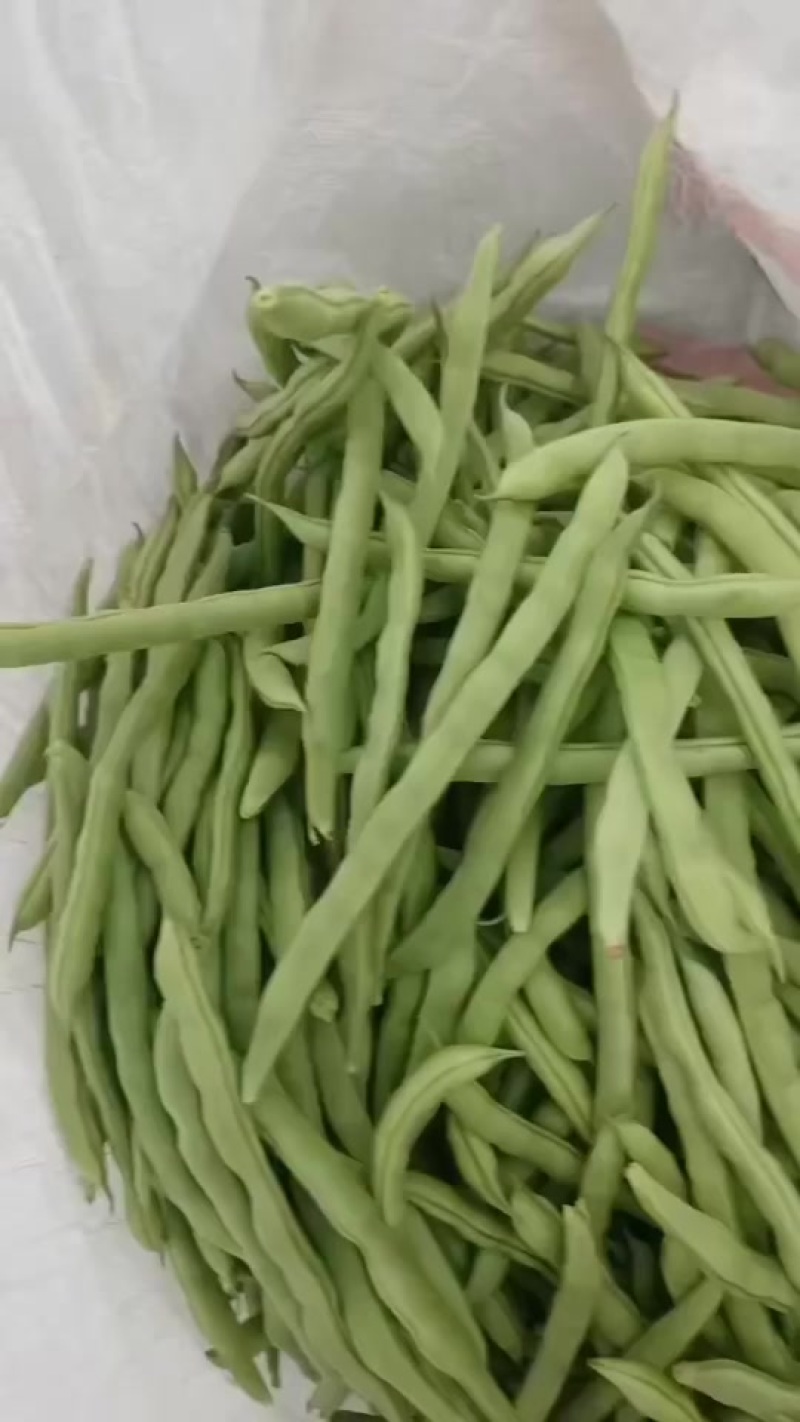 广西合浦大量四季豆上市