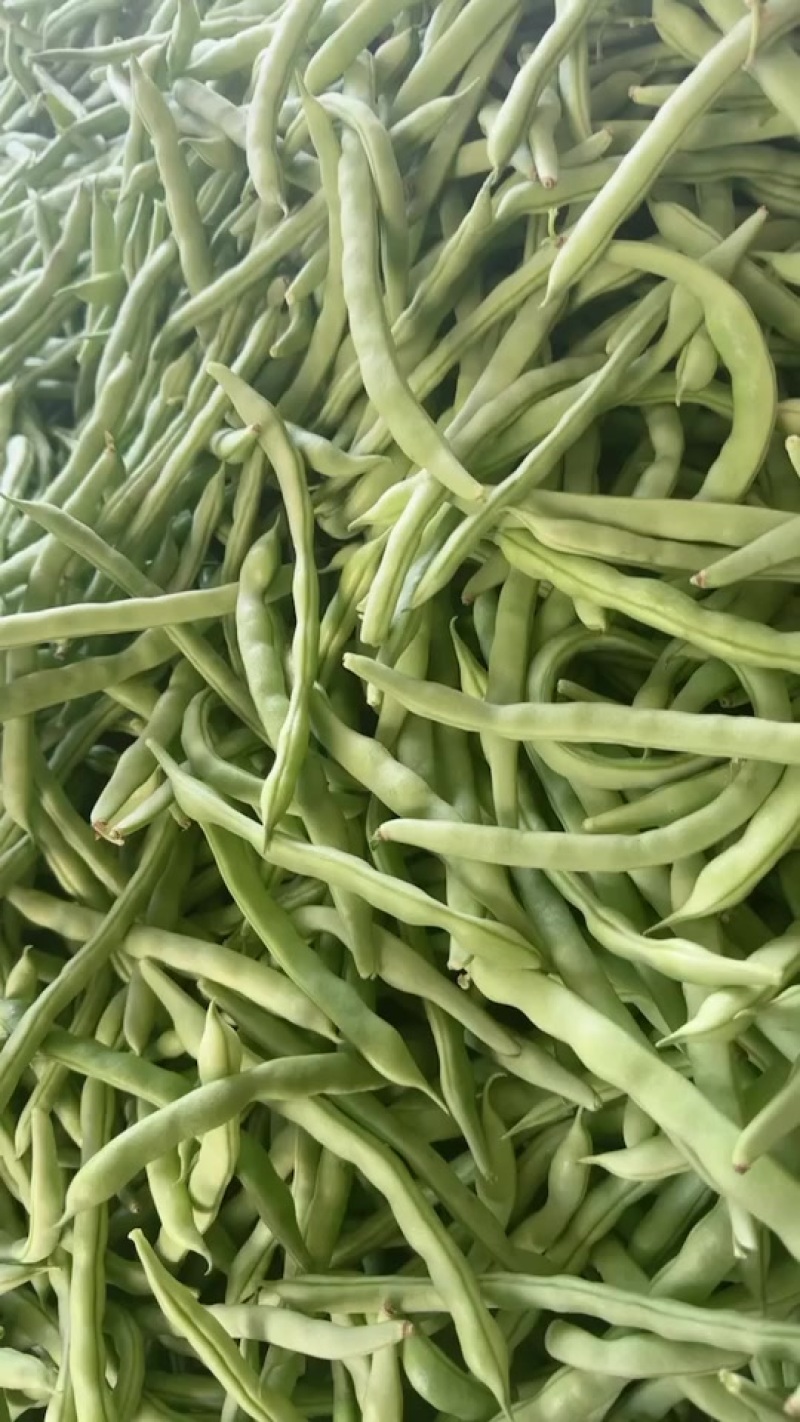 广西合浦大量四季豆上市