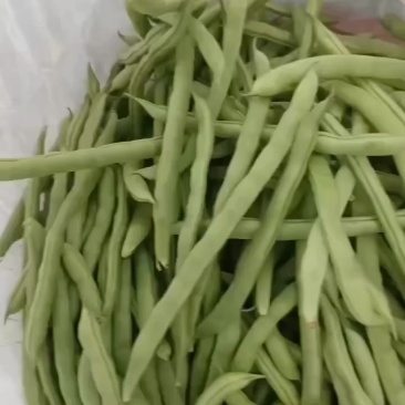 广西合浦大量四季豆上市