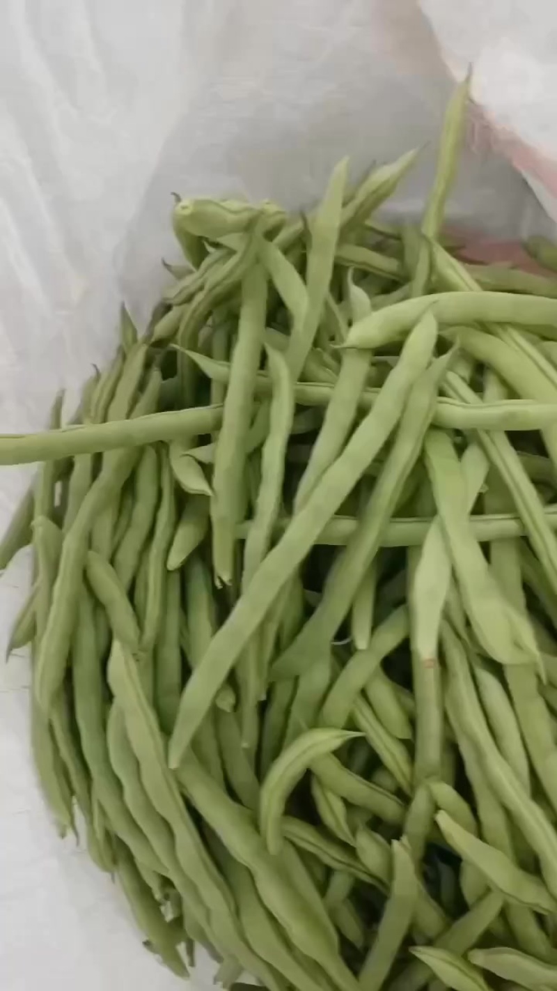 广西合浦大量四季豆上市