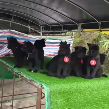 中华田园犬