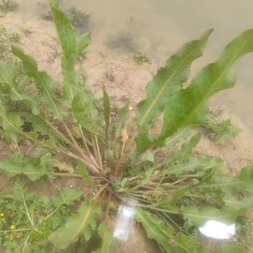野生土大黄