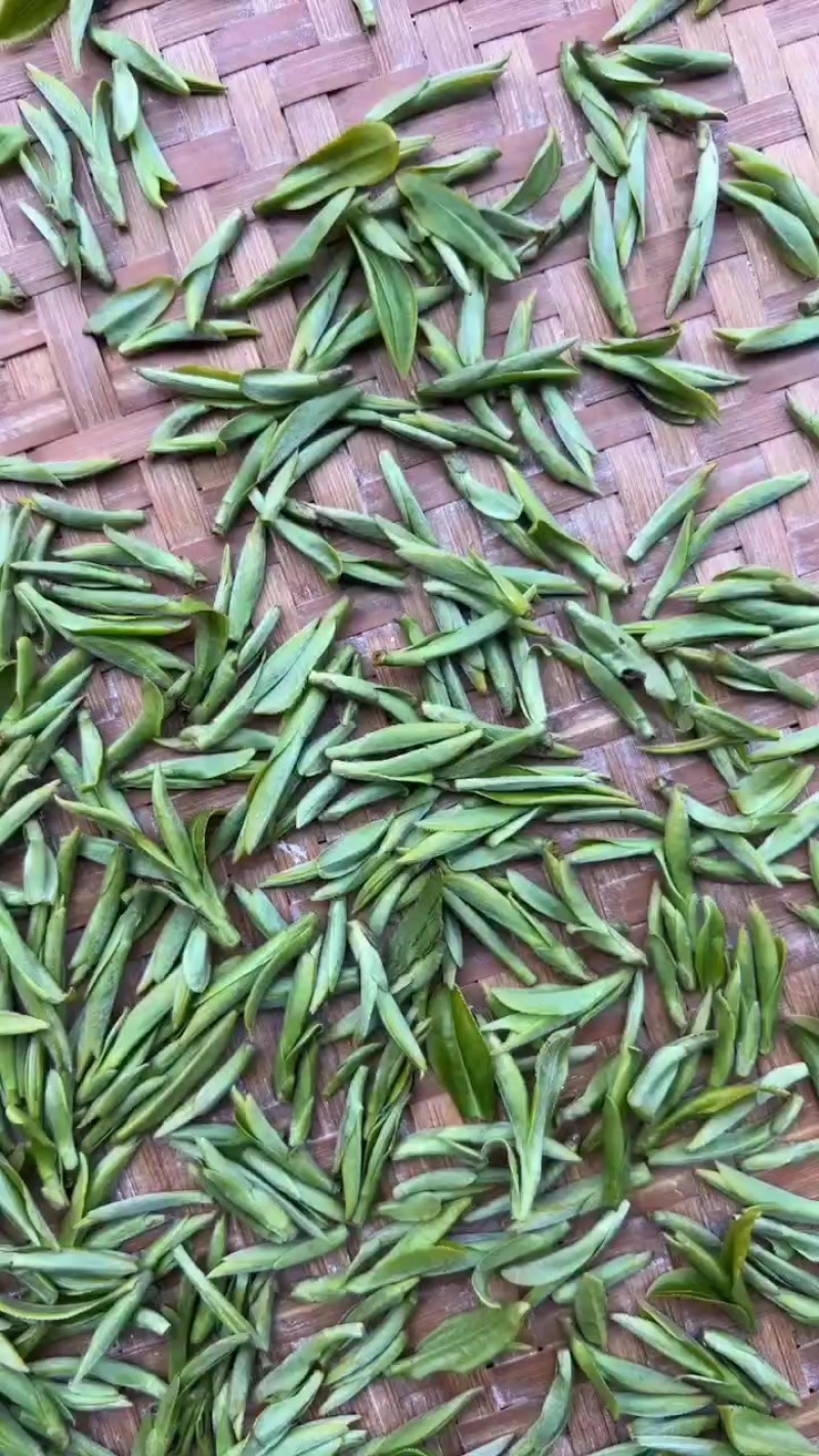 春茶乌牛早