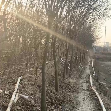 木瓜树