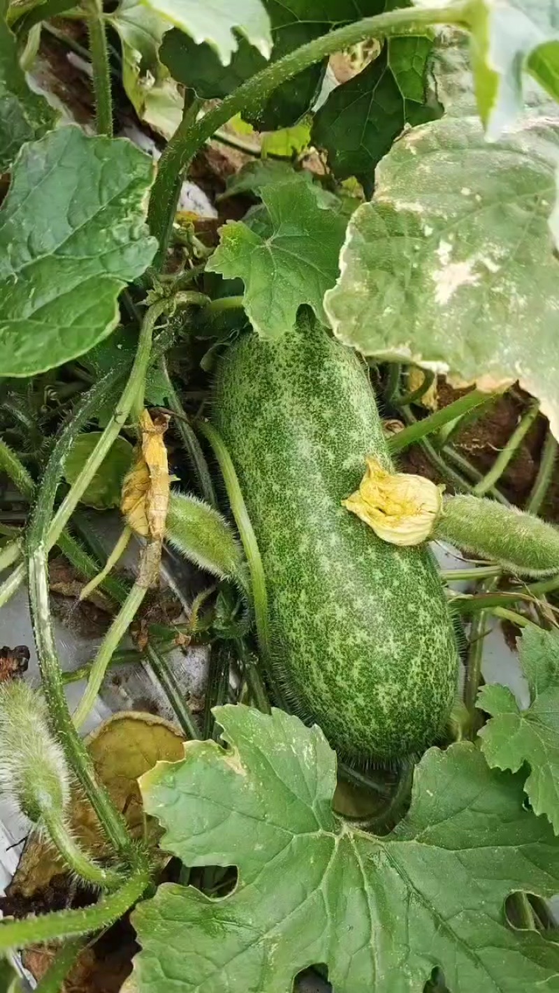 毛节瓜