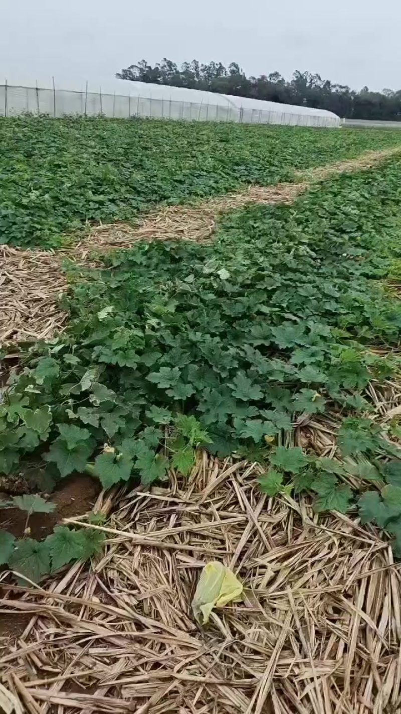 毛节瓜