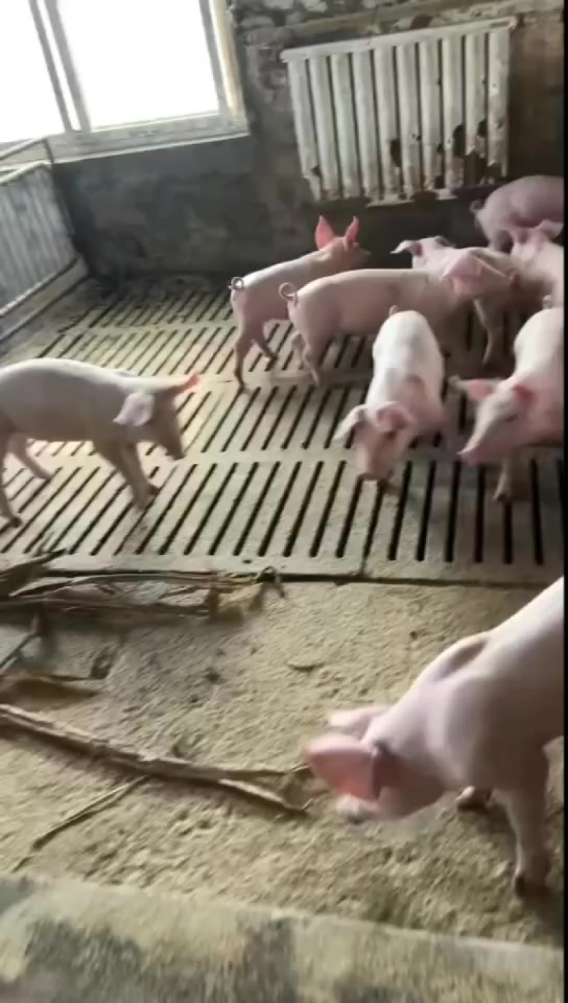 精品三元育肥猪苗
