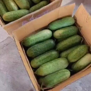 毛节瓜