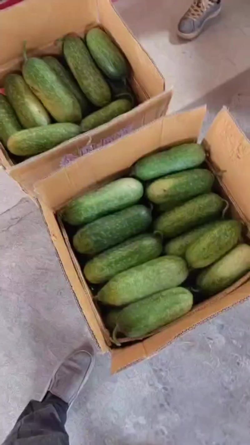 毛节瓜