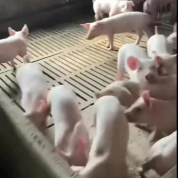精品三元育肥猪苗