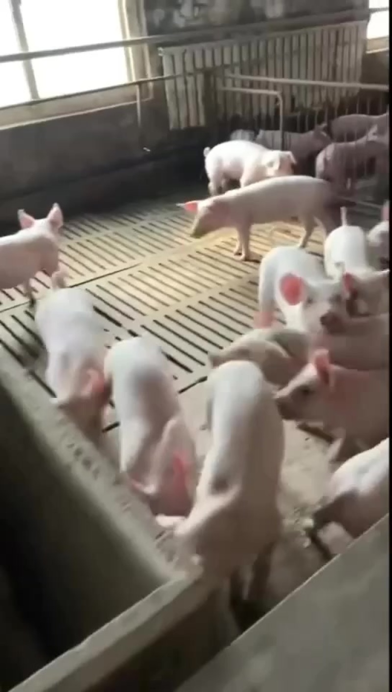 精品三元育肥猪苗