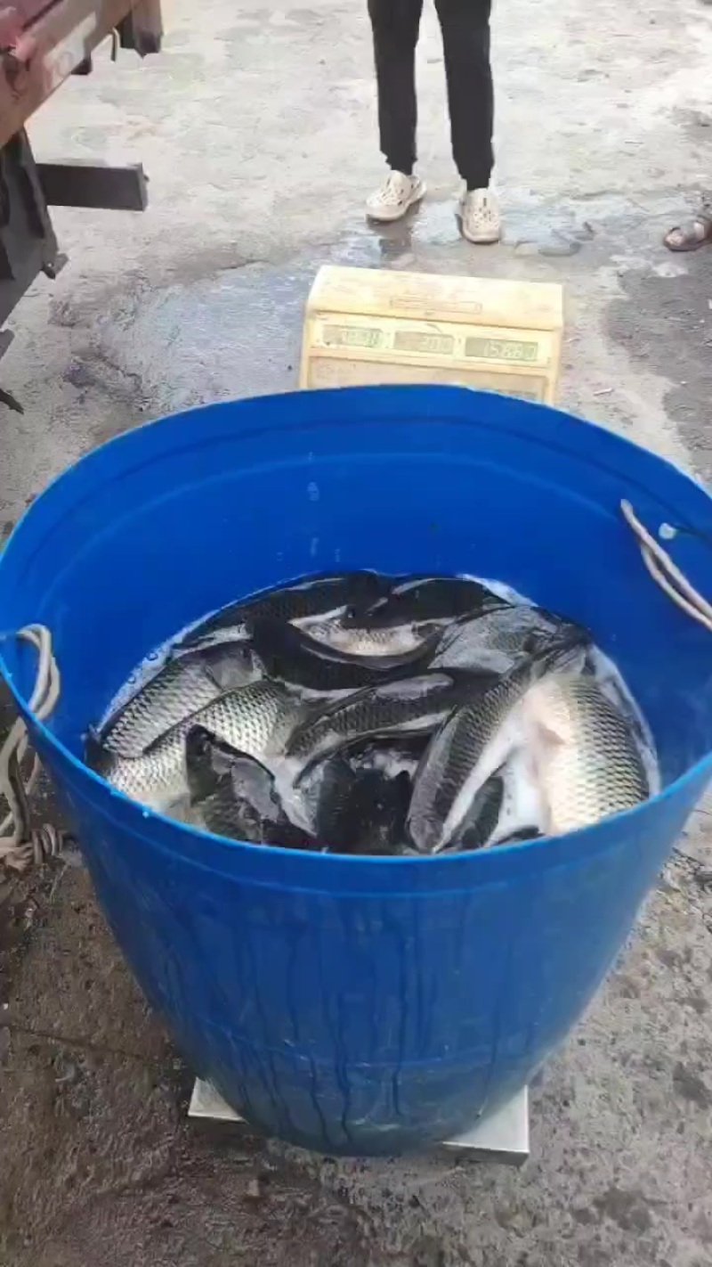 回锅鲤鱼