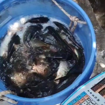 回锅鲤鱼