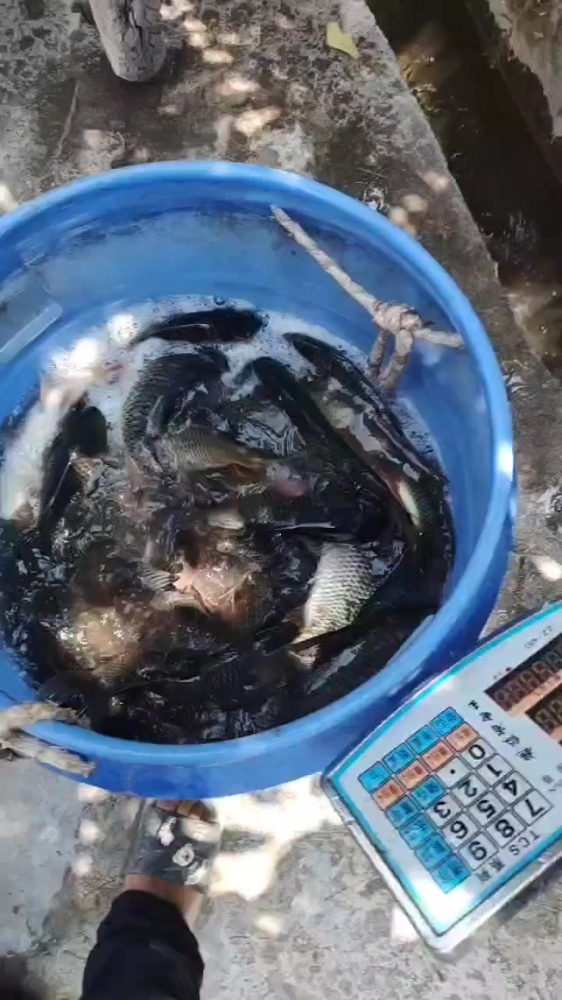 回锅鲤鱼