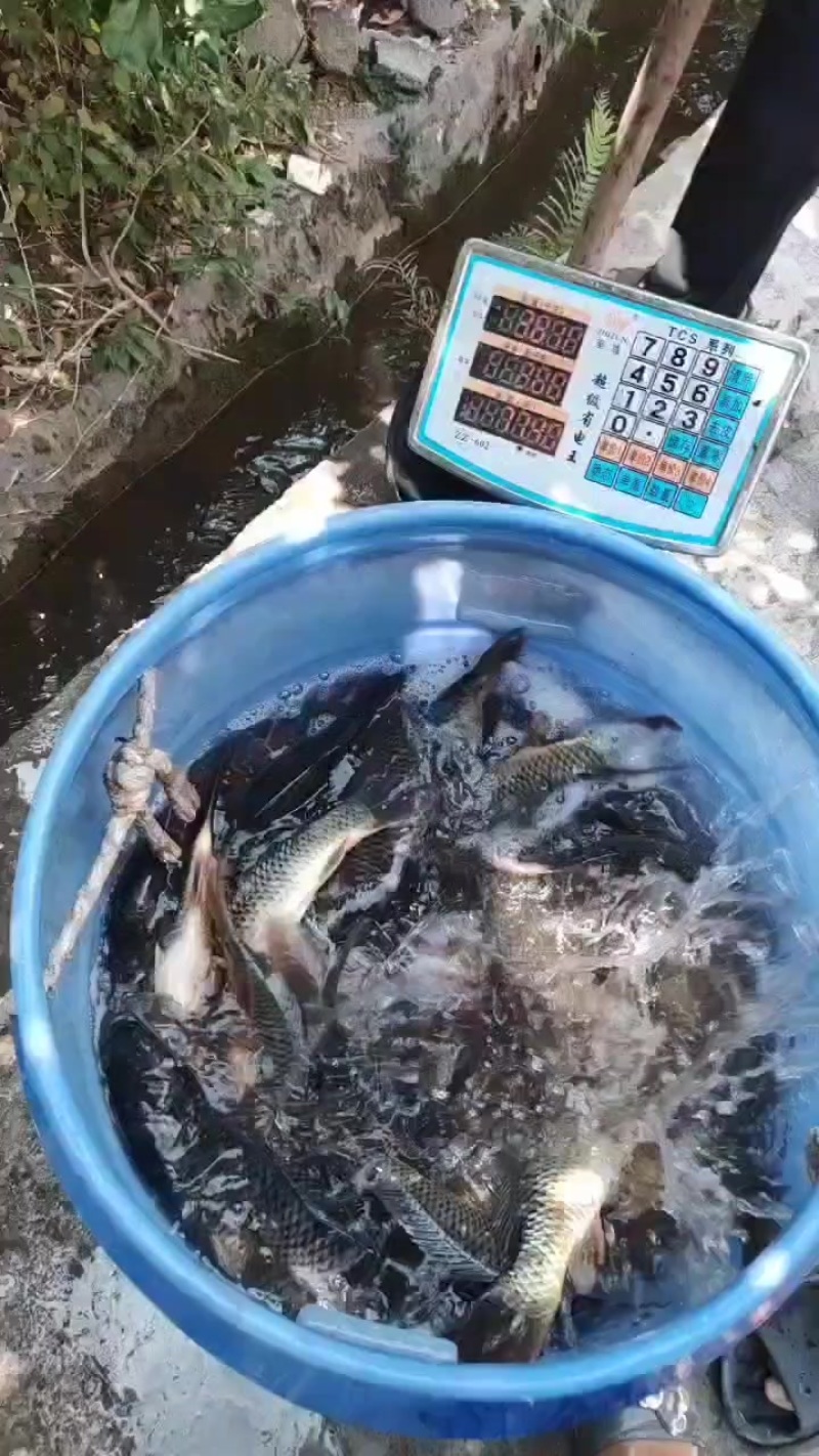 回锅鲤鱼