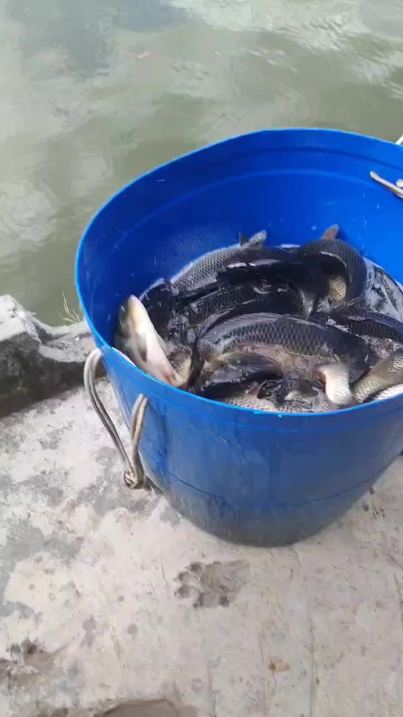 回锅鲤鱼