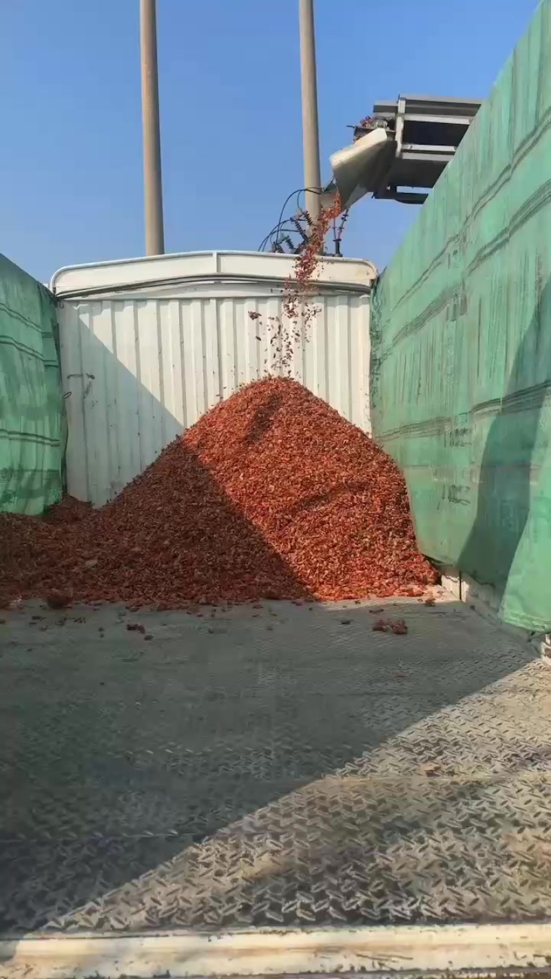 新鲜龙虾壳