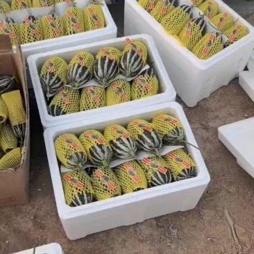 青县甜瓜大量上市了要的联系
