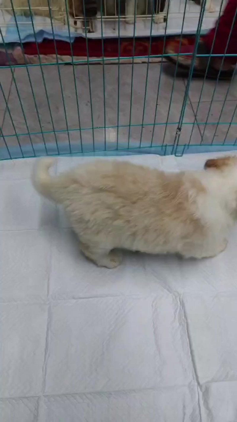 边牧幼犬