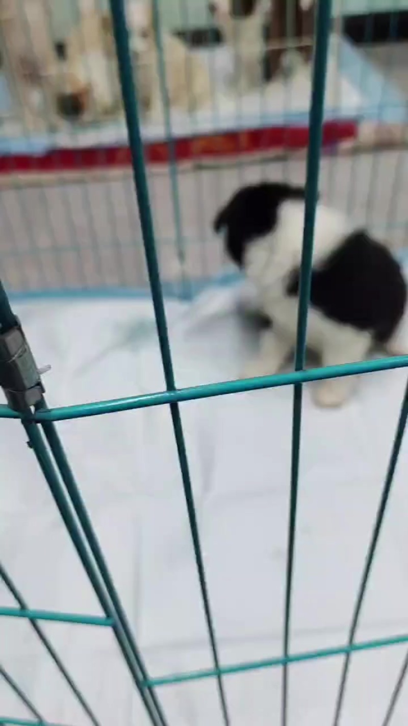 边牧幼犬