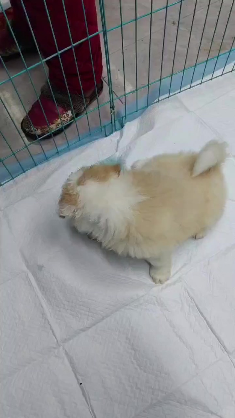 边牧幼犬