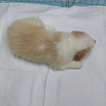 边牧幼犬