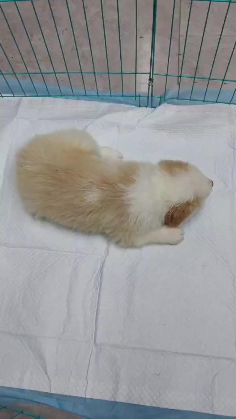 边牧幼犬