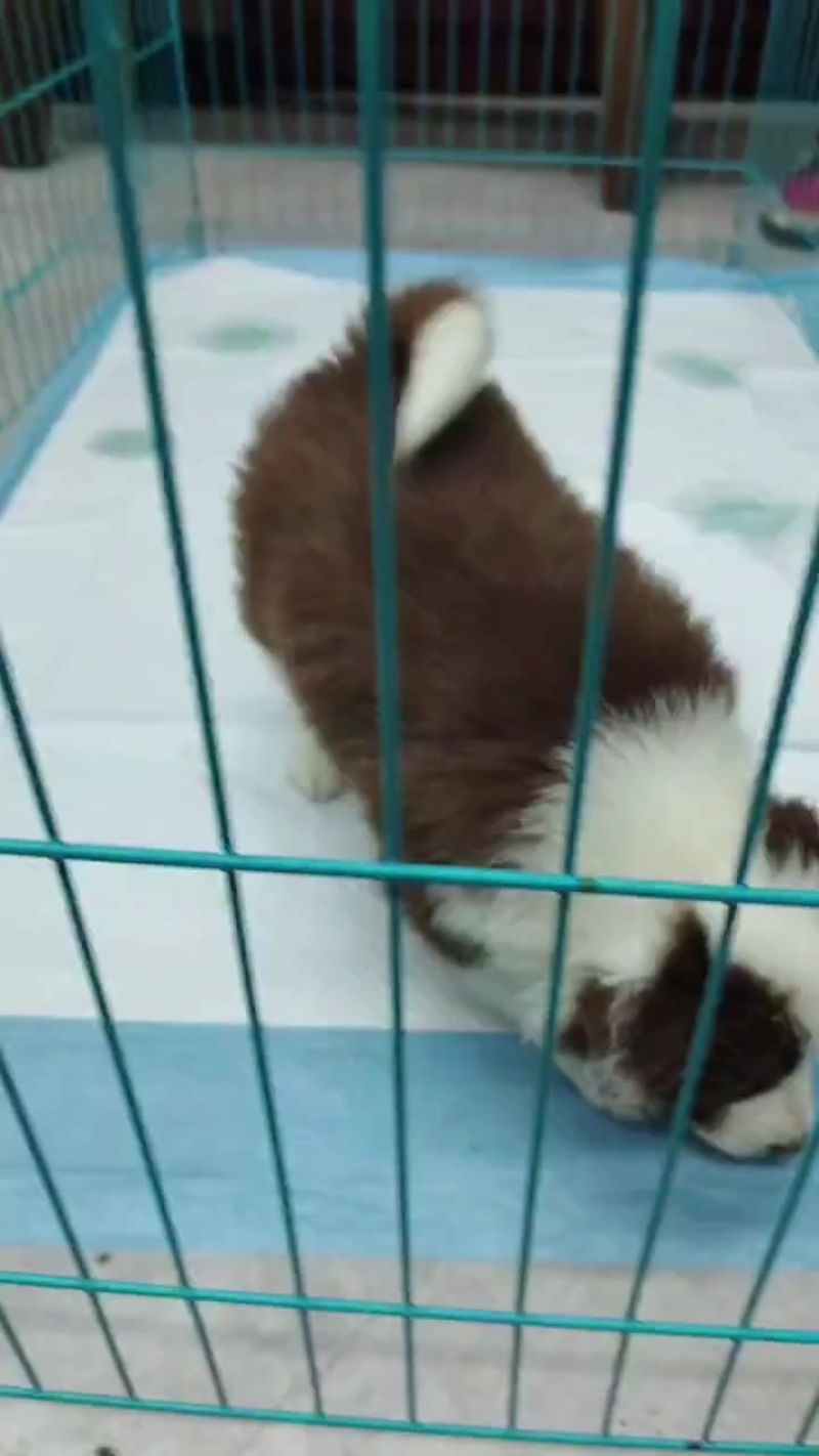 边牧幼犬