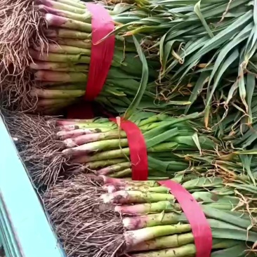 蒜苗