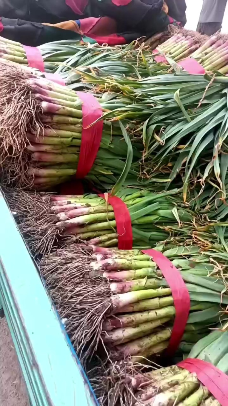 蒜苗