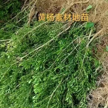 广东雀舌皱皮黄杨/黄杨苗/素材苗/盆景素材/地苗