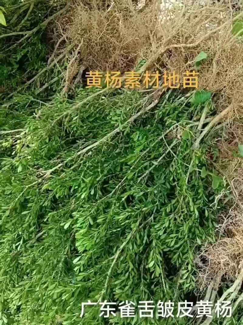 广东雀舌皱皮黄杨/黄杨苗/素材苗/盆景素材/地苗