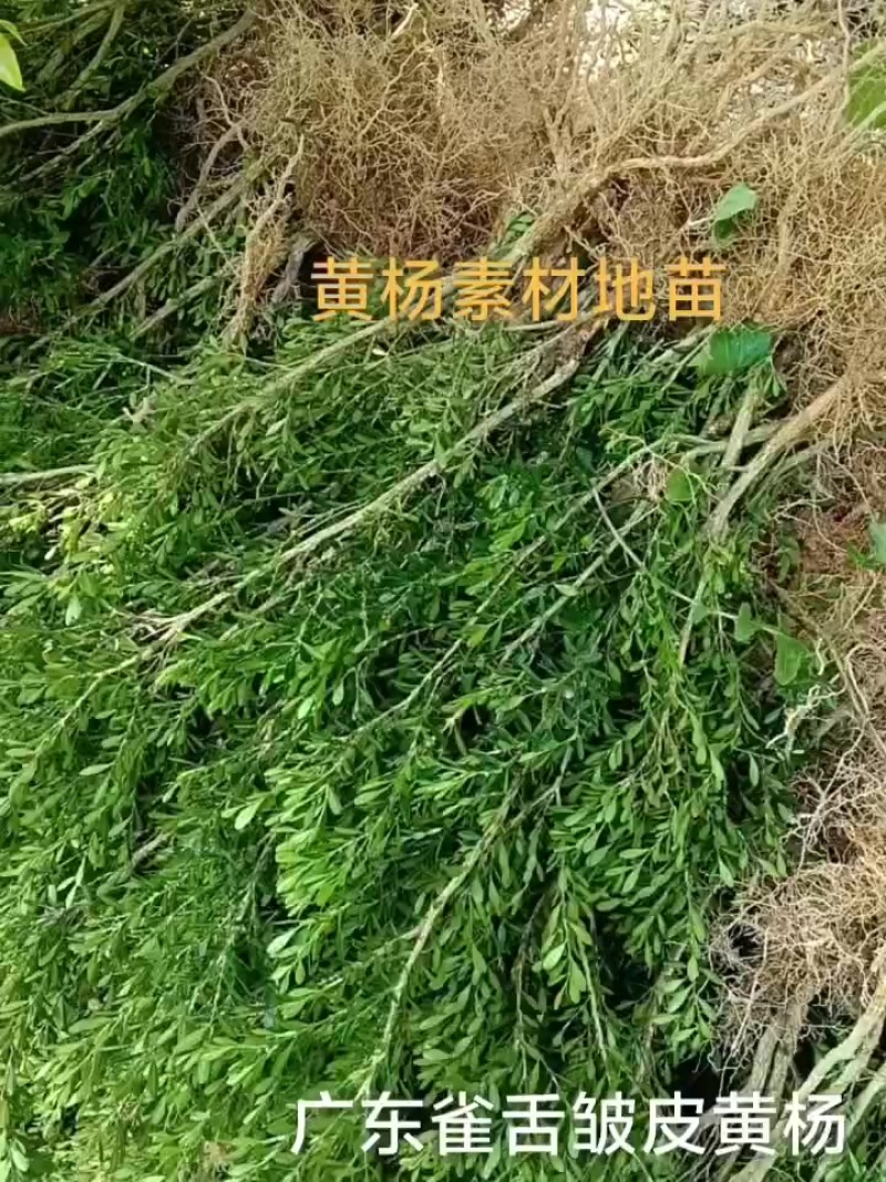 广东雀舌皱皮黄杨/黄杨苗/素材苗/盆景素材/地苗