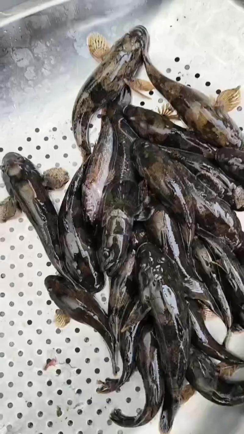 土布