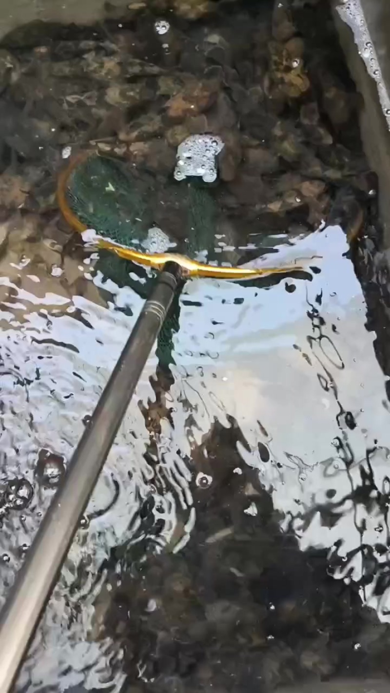 土布