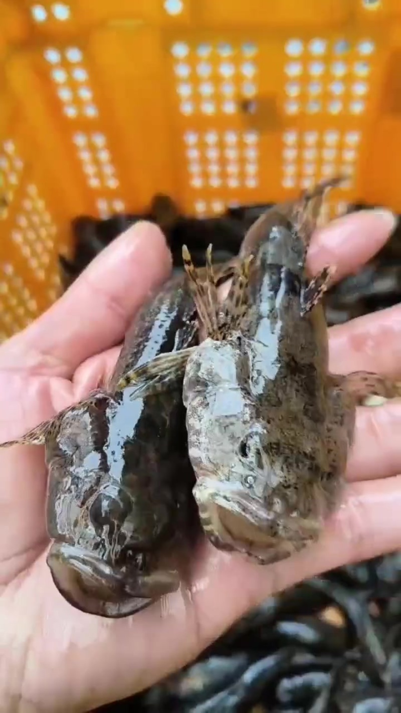 土布