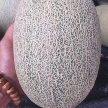 哈密瓜