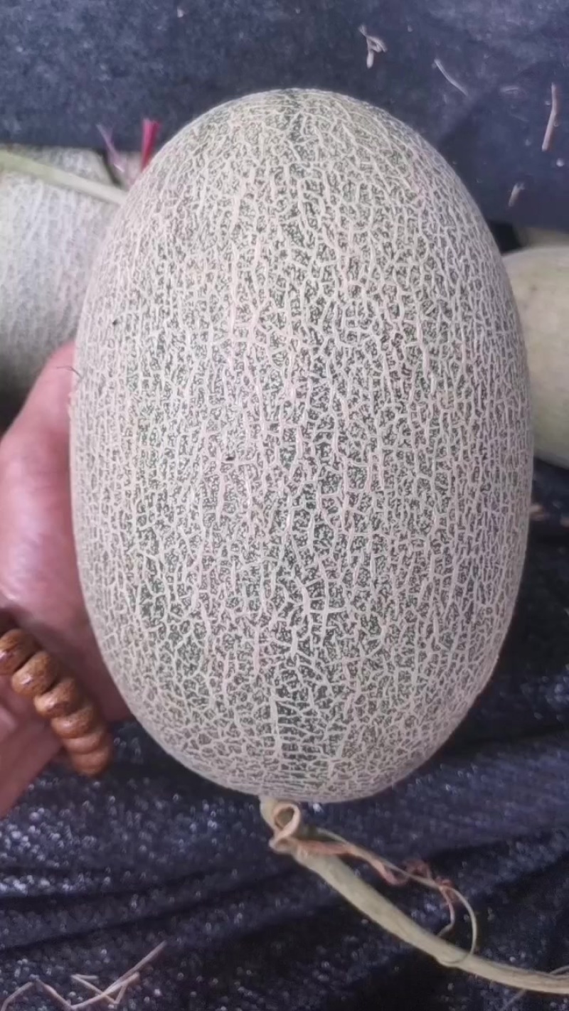 哈密瓜