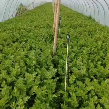 芹菜