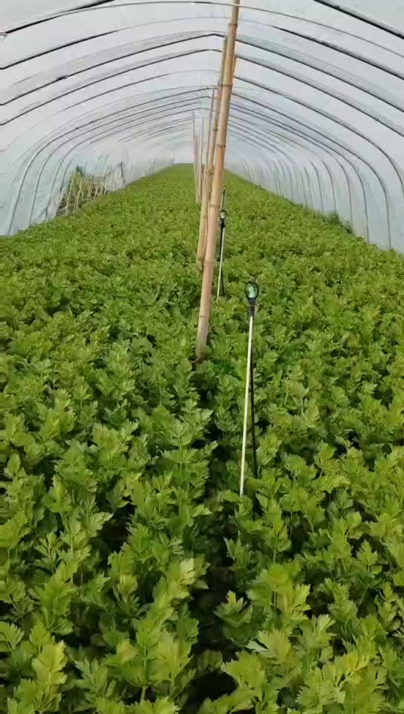 芹菜