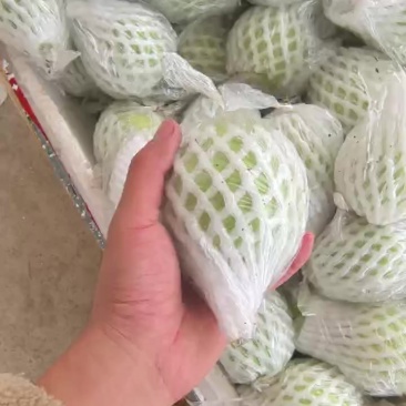 广东廉江芭乐番石榴