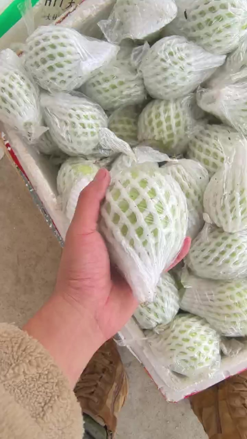 广东廉江芭乐番石榴