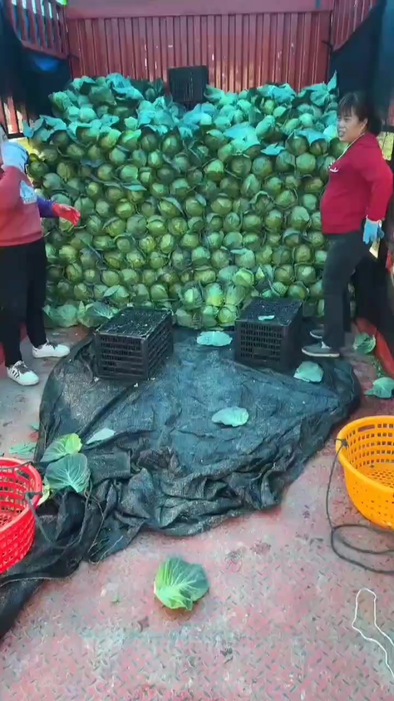 精品甘蓝，大量好货，价格不高。用的联系