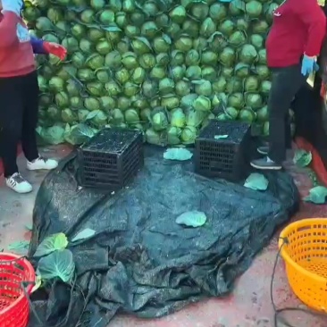 精品甘蓝，大量有货，价格不高。需要的联系！